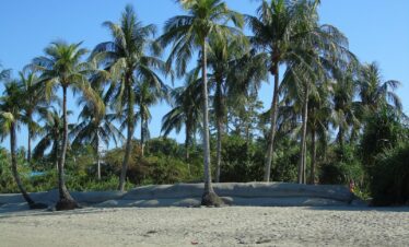 green palm trees on white sand beach during daytime